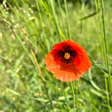Pferdestall Grafengehaig